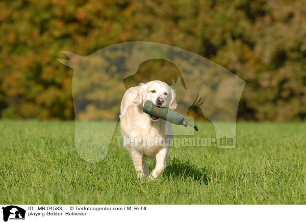 spielender Golden Retriever / playing Golden Retriever / MR-04583