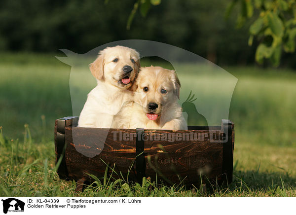 Golden Retriever Welpen / Golden Retriever Puppies / KL-04339