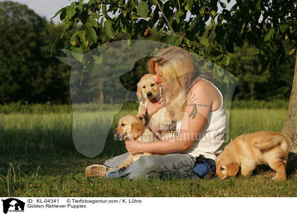 Golden Retriever Welpen / Golden Retriever Puppies / KL-04341
