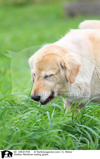 Golden Retriever grisst Gras / Golden Retriever eating grass / CR-01745