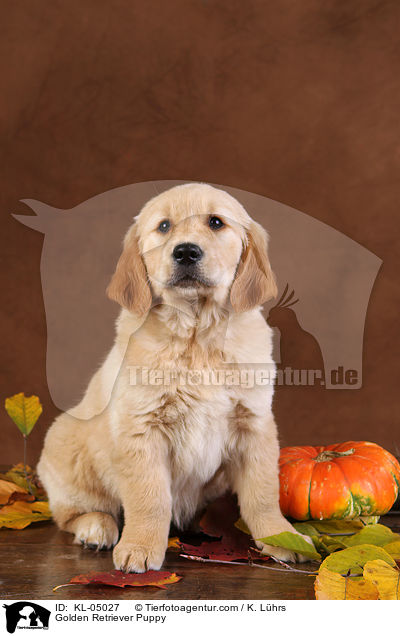 Golden Retriever Welpe / Golden Retriever Puppy / KL-05027