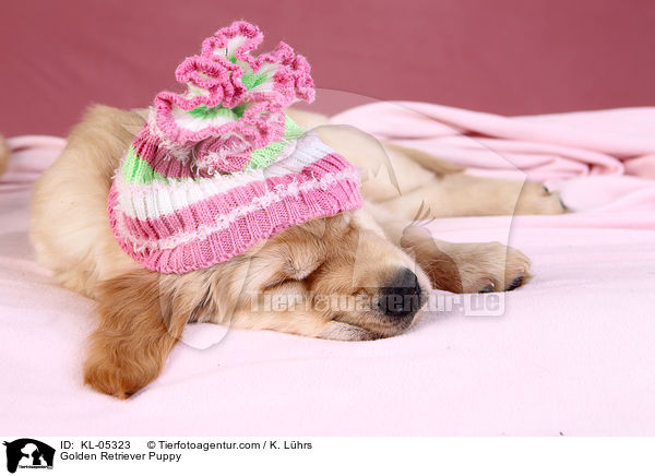 Golden Retriever Welpe / Golden Retriever Puppy / KL-05323