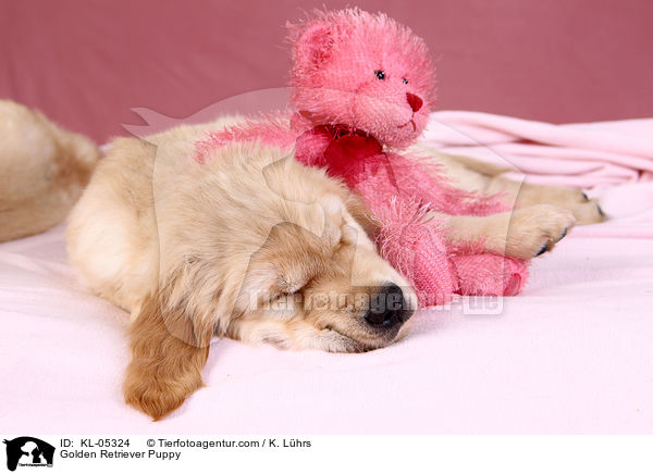 Golden Retriever Welpe / Golden Retriever Puppy / KL-05324