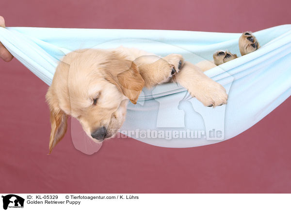 Golden Retriever Welpe / Golden Retriever Puppy / KL-05329