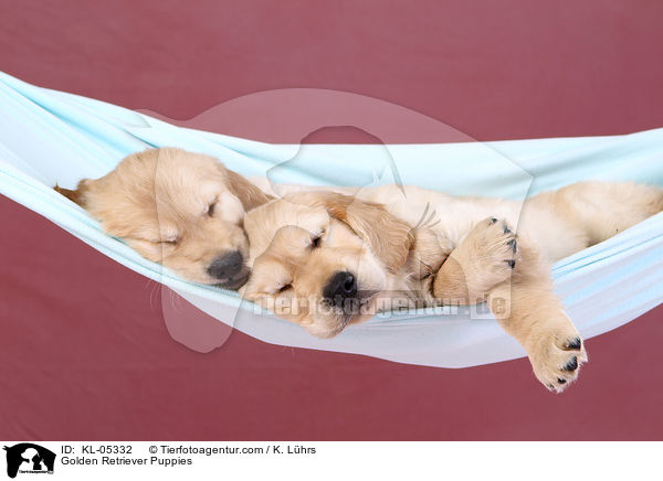 Golden Retriever Welpen / Golden Retriever Puppies / KL-05332