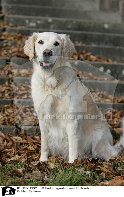 Golden Retriever / Golden Retriever / DJ-01932