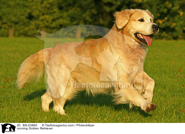 rennender Golden Retriever / running Golden Retriever / BS-03860