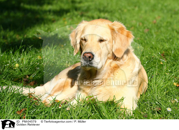 Golden Retriever / Golden Retriever / PM-04579