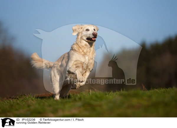 rennender Golden Retriever / running Golden Retriever / IPI-02236