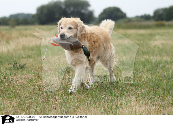 Golden Retriever apportiert Dummy / Golden Retriever / DG-03579