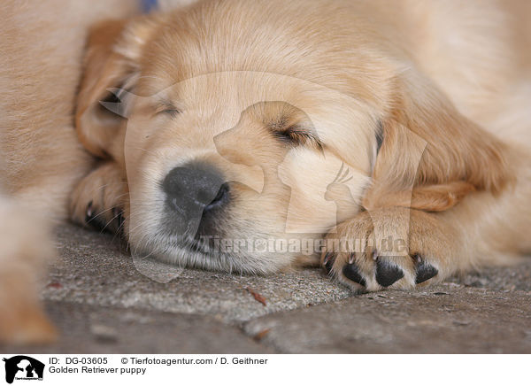 Golden Retriever Welpe / Golden Retriever puppy / DG-03605