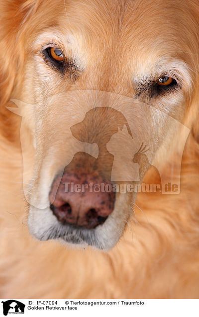 Golden Retriever face / IF-07094