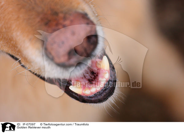 Golden Retriever mouth / IF-07097