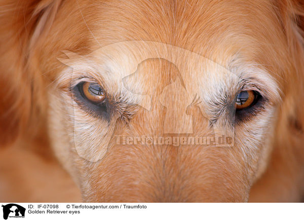 Golden Retriever eyes / IF-07098