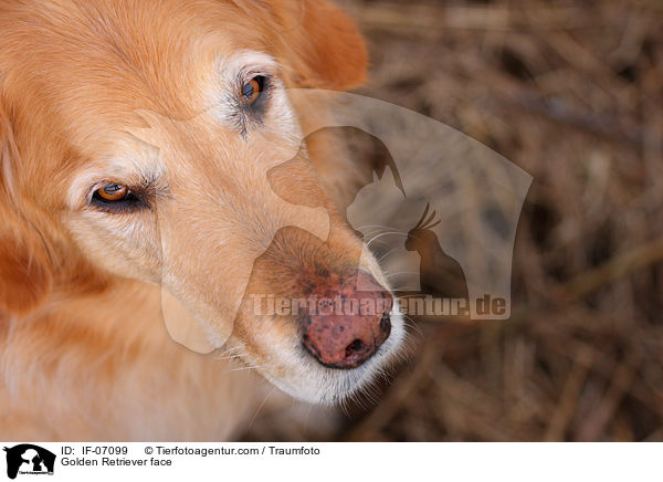 Golden Retriever face / IF-07099