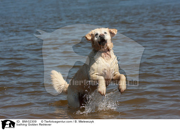 badender Golden Retriever / bathing Golden Retriever / BM-02309