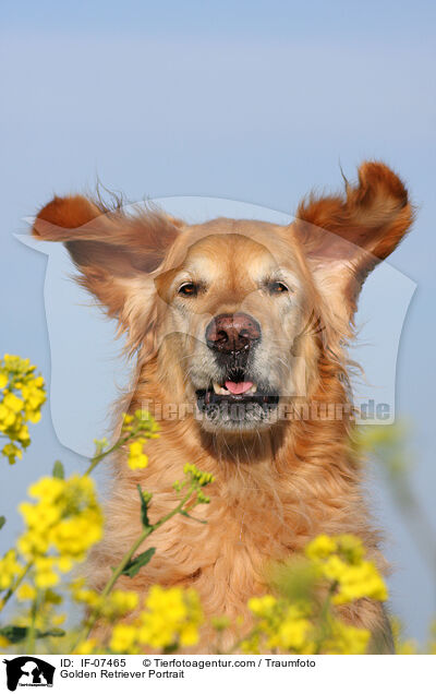 Golden Retriever Portrait / Golden Retriever Portrait / IF-07465