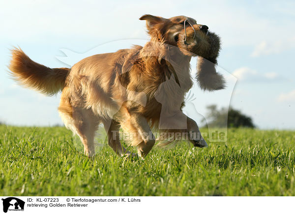 apportierender Golden Retriever / retrieving Golden Retriever / KL-07223