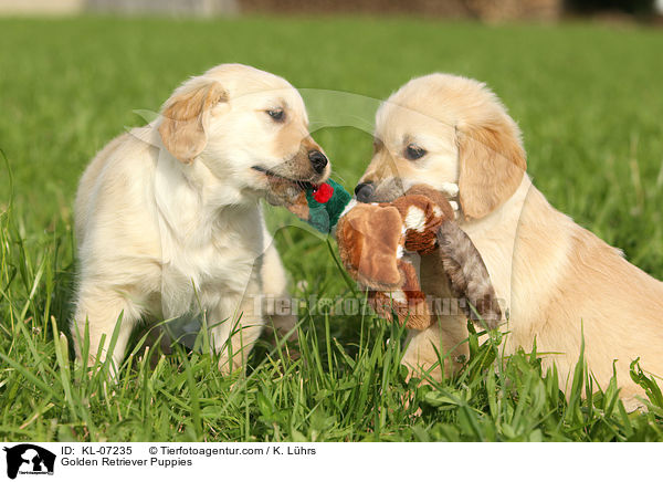 Golden Retriever Welpen / Golden Retriever Puppies / KL-07235