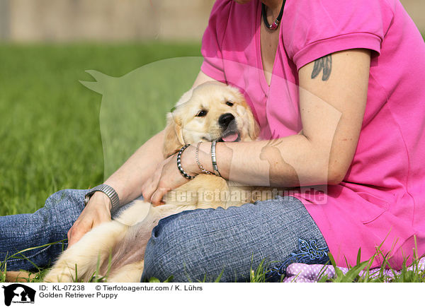 Golden Retriever Welpe / Golden Retriever Puppy / KL-07238