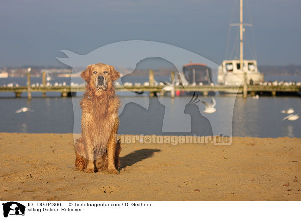 sitzender Golden Retriever / sitting Golden Retriever / DG-04360