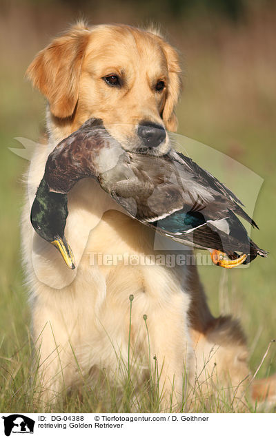 apportierender Golden Retriever / retrieving Golden Retriever / DG-04388