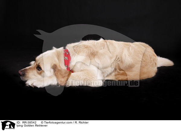 liegender Golden Retriever / lying Golden Retriever / RR-38542