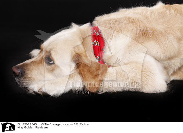 liegender Golden Retriever / lying Golden Retriever / RR-38543