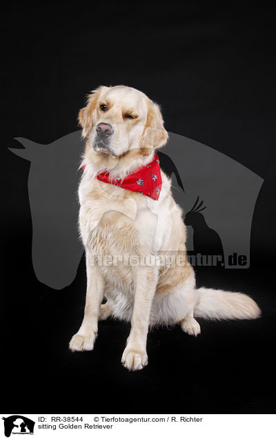 sitzender Golden Retriever / sitting Golden Retriever / RR-38544