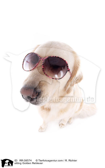 sitzender Golden Retriever / sitting Golden Retriever / RR-38574