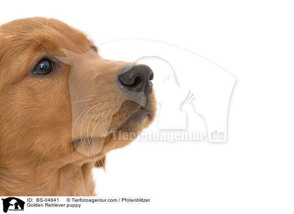 Golden Retriever puppy / BS-04641