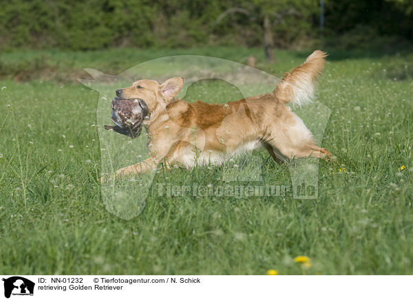 apportierender Golden Retriever / retrieving Golden Retriever / NN-01232