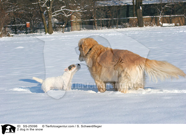 2 Hunde im Schnee / 2 dog in the snow / SS-25096