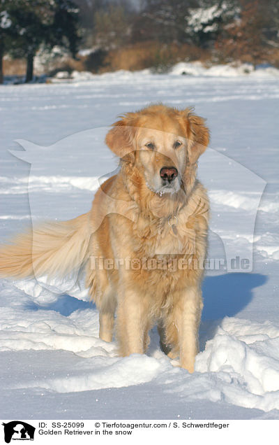 Golden Retriever im Schnee / Golden Retriever in the snow / SS-25099