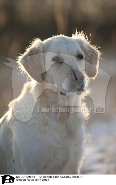 Golden Retriever Portrait / Golden Retriever Portrait / AP-09845