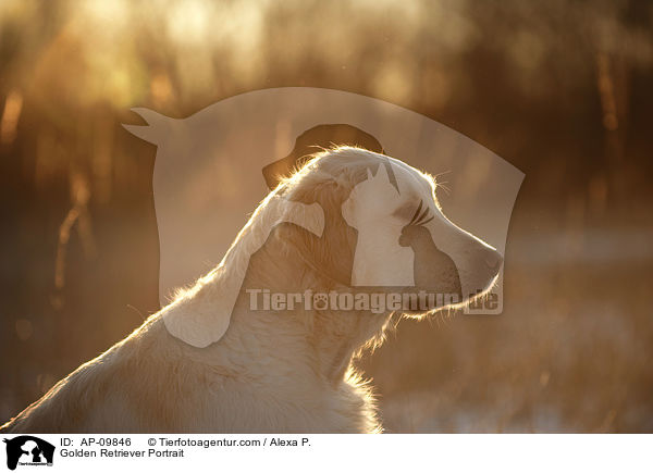 Golden Retriever Portrait / Golden Retriever Portrait / AP-09846