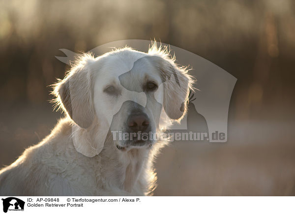 Golden Retriever Portrait / Golden Retriever Portrait / AP-09848