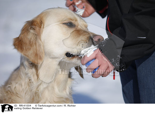 fressender Golden Retriever / eating Golden Retriever / RR-41004