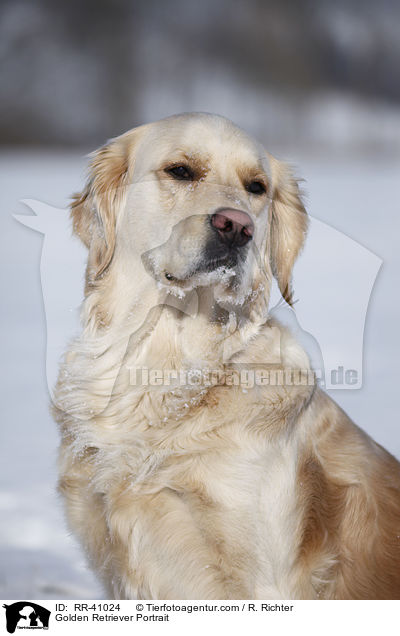 Golden Retriever Portrait / Golden Retriever Portrait / RR-41024