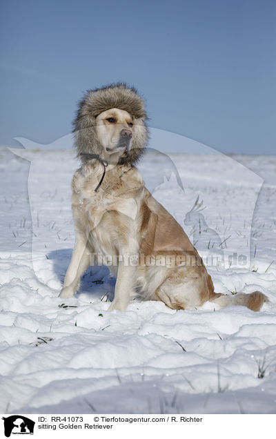 sitzender Golden Retriever / sitting Golden Retriever / RR-41073