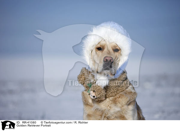 Golden Retriever Portrait / Golden Retriever Portrait / RR-41080