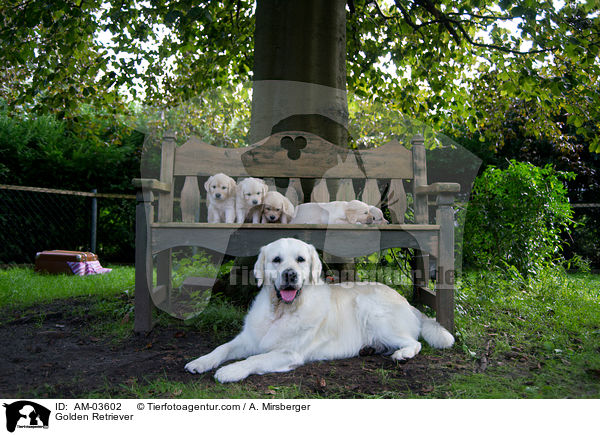 Golden Retriever / Golden Retriever / AM-03602