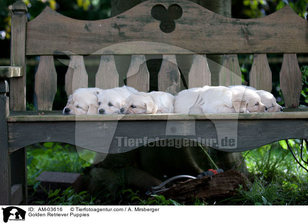 Golden Retriever Welpen / Golden Retriever Puppies / AM-03616
