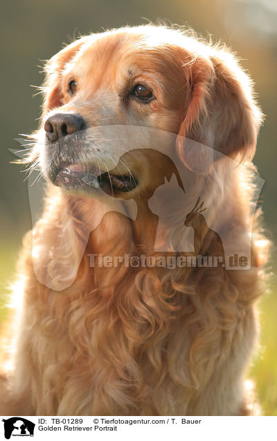 Golden Retriever Portrait / Golden Retriever Portrait / TB-01289