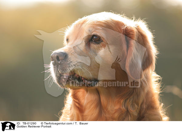 Golden Retriever Portrait / Golden Retriever Portrait / TB-01290