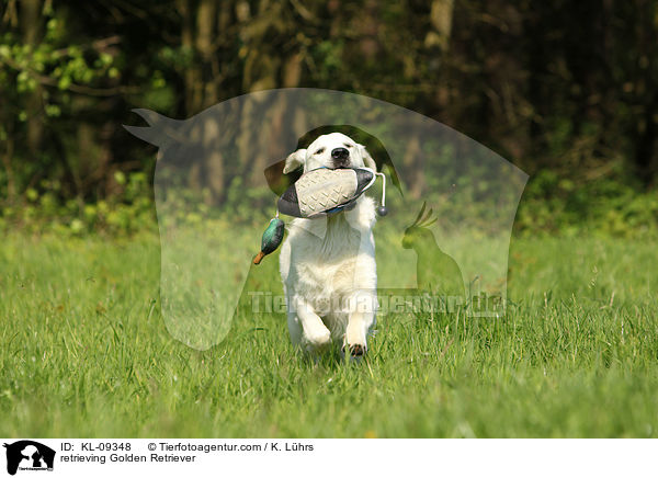 apportierender Golden Retriever / retrieving Golden Retriever / KL-09348