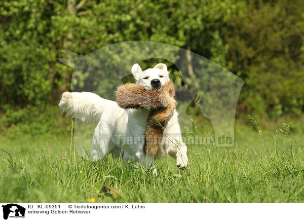 apportierender Golden Retriever / retrieving Golden Retriever / KL-09351