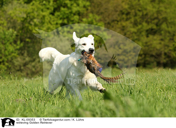 apportierender Golden Retriever / retrieving Golden Retriever / KL-09353