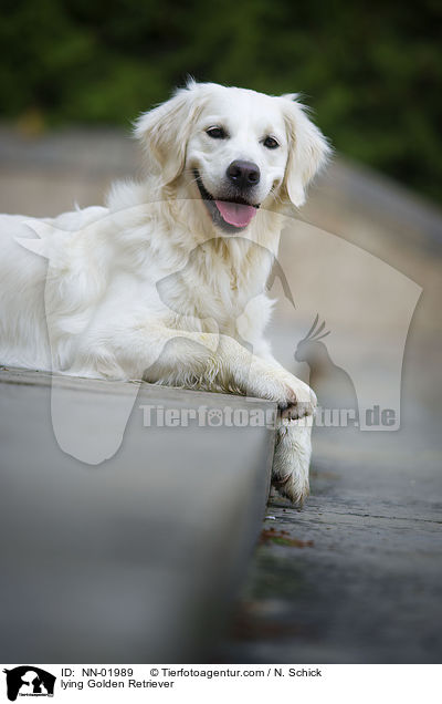 liegender Golden Retriever / lying Golden Retriever / NN-01989