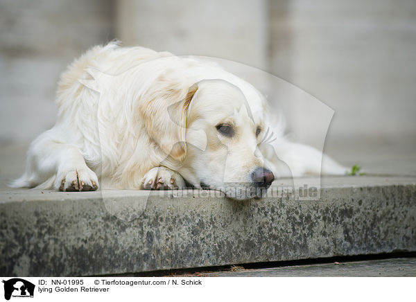 liegender Golden Retriever / lying Golden Retriever / NN-01995